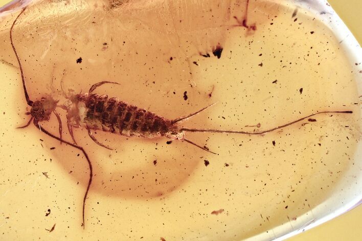 Detailed Fossil Bristletail (Machilidae) In Baltic Amber #346693